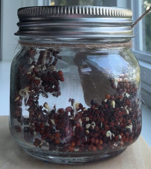 Broccoli seed jar, day 3, starting to sprout
